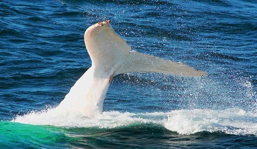 Migaloo diving © SW